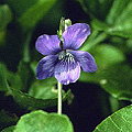 Veilchen